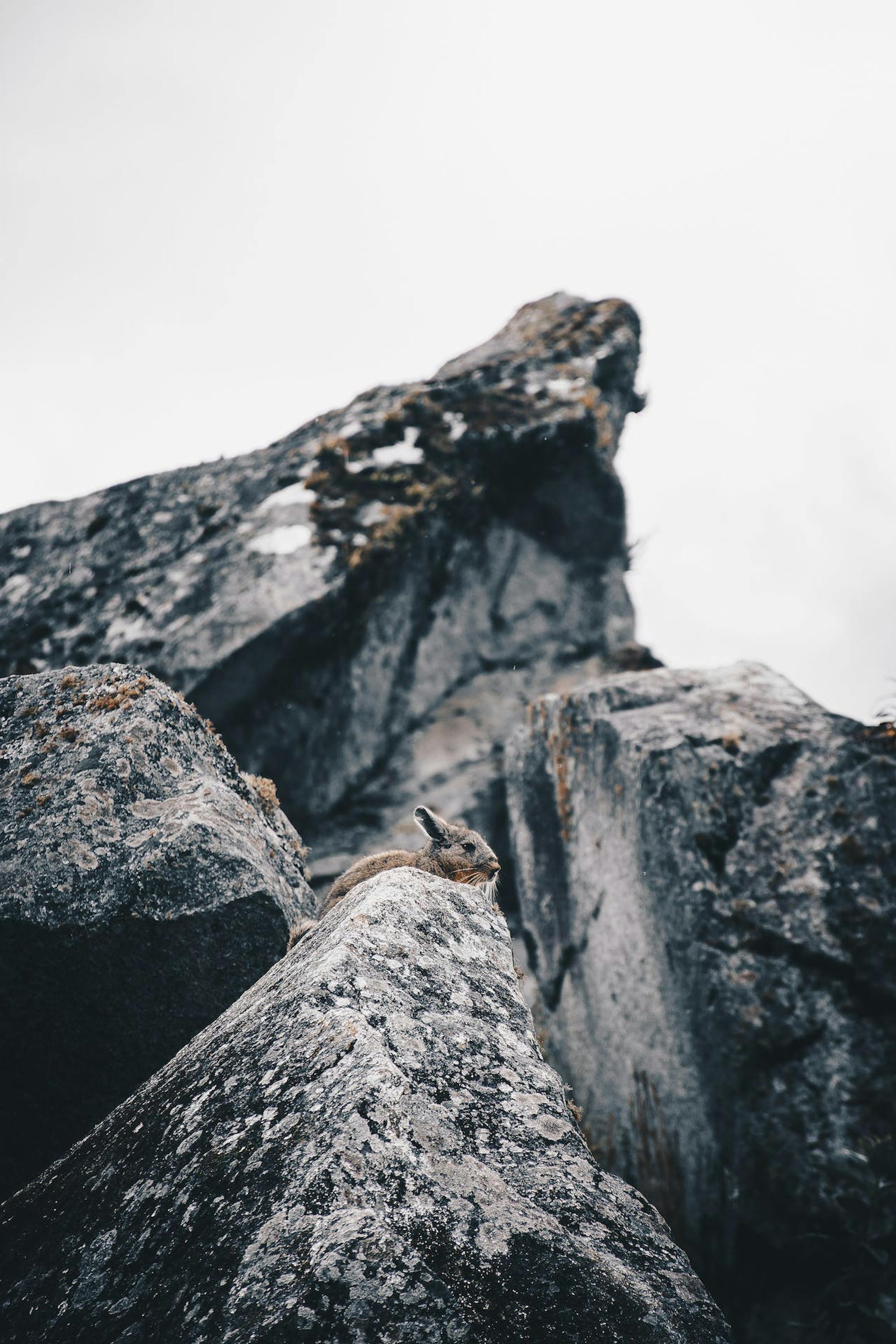 pexels-everson-vera-cervantes-vizcachas-peru