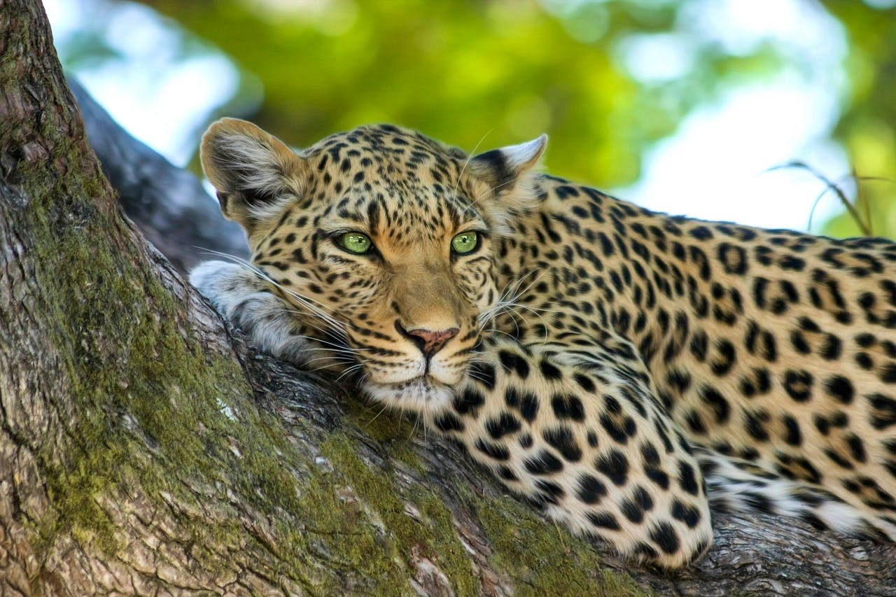 pixabay-designerpoint-leopard