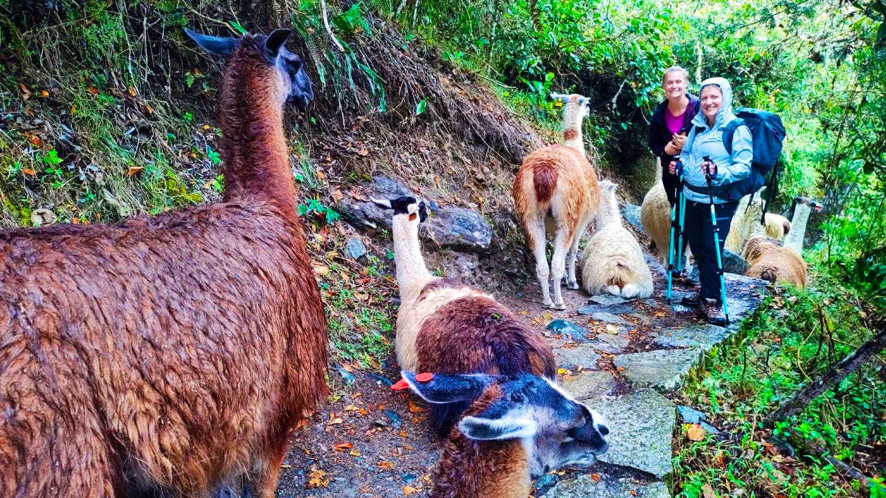 llamas on short inca trail