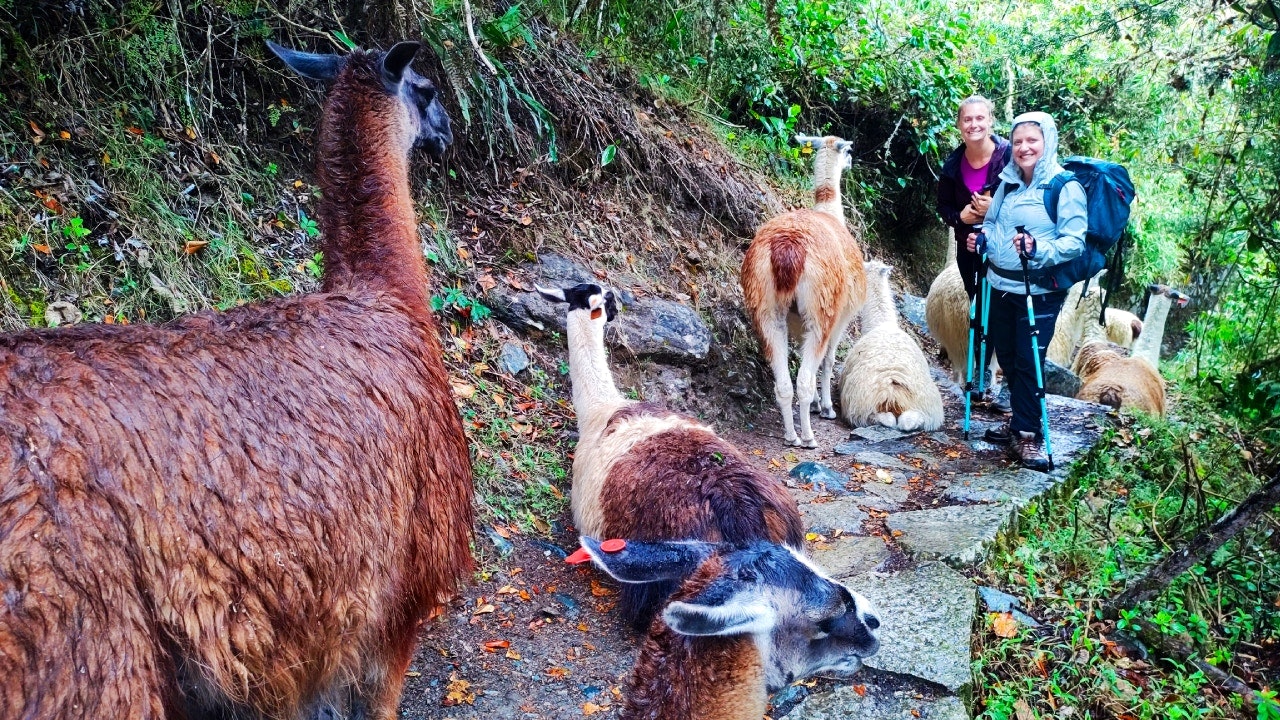 llamas on short inca trail
