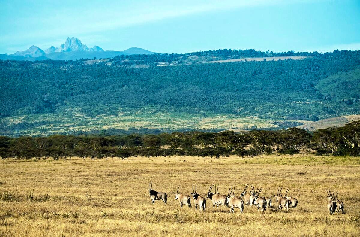 mount kenya animals