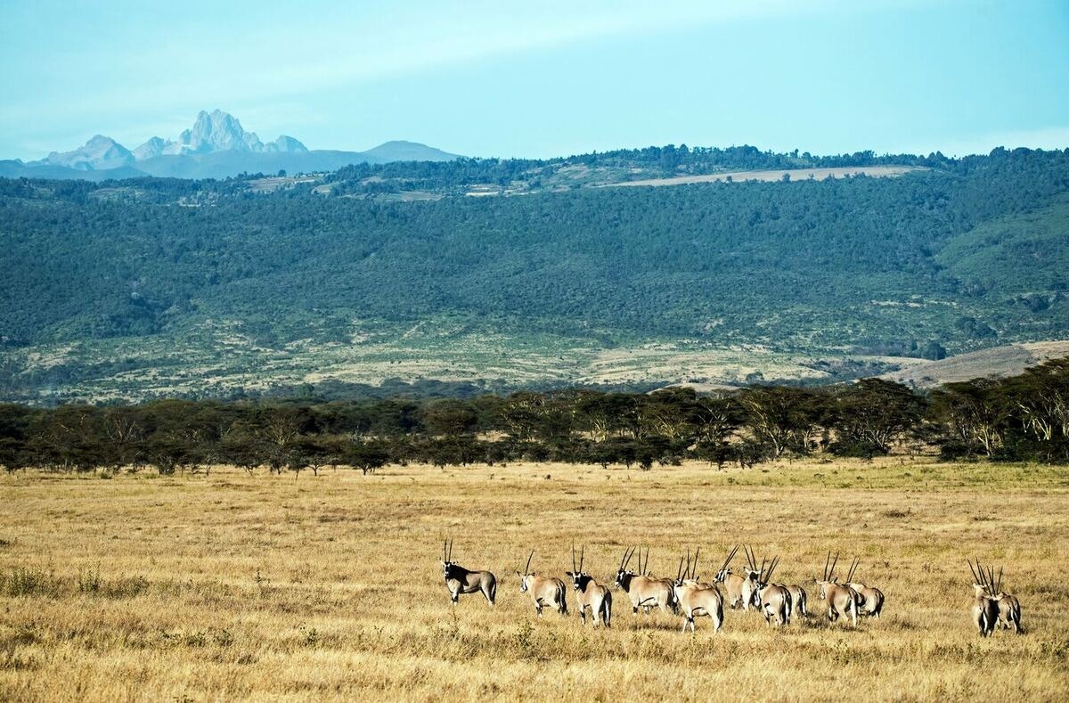 mount kenya animals