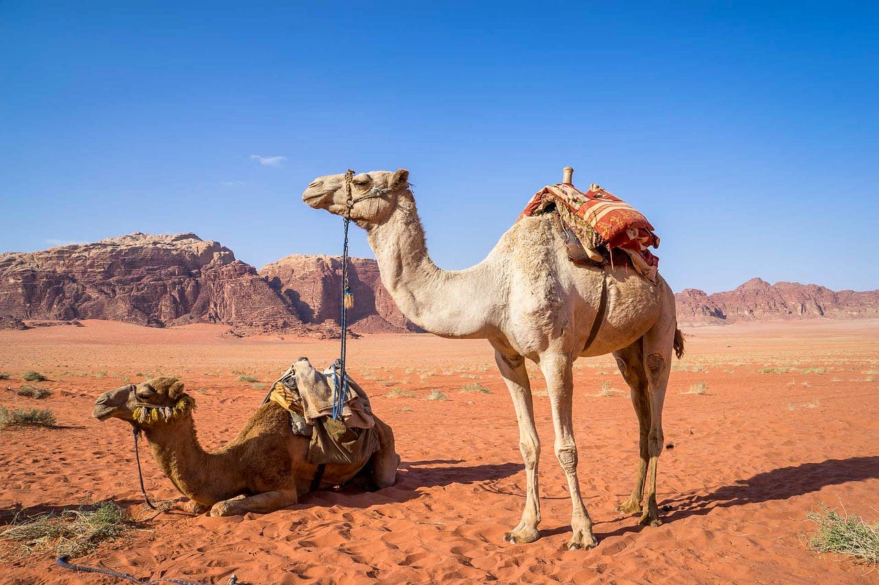 pixabay-judithscharnowski-camel-in-wadi-rum-desert