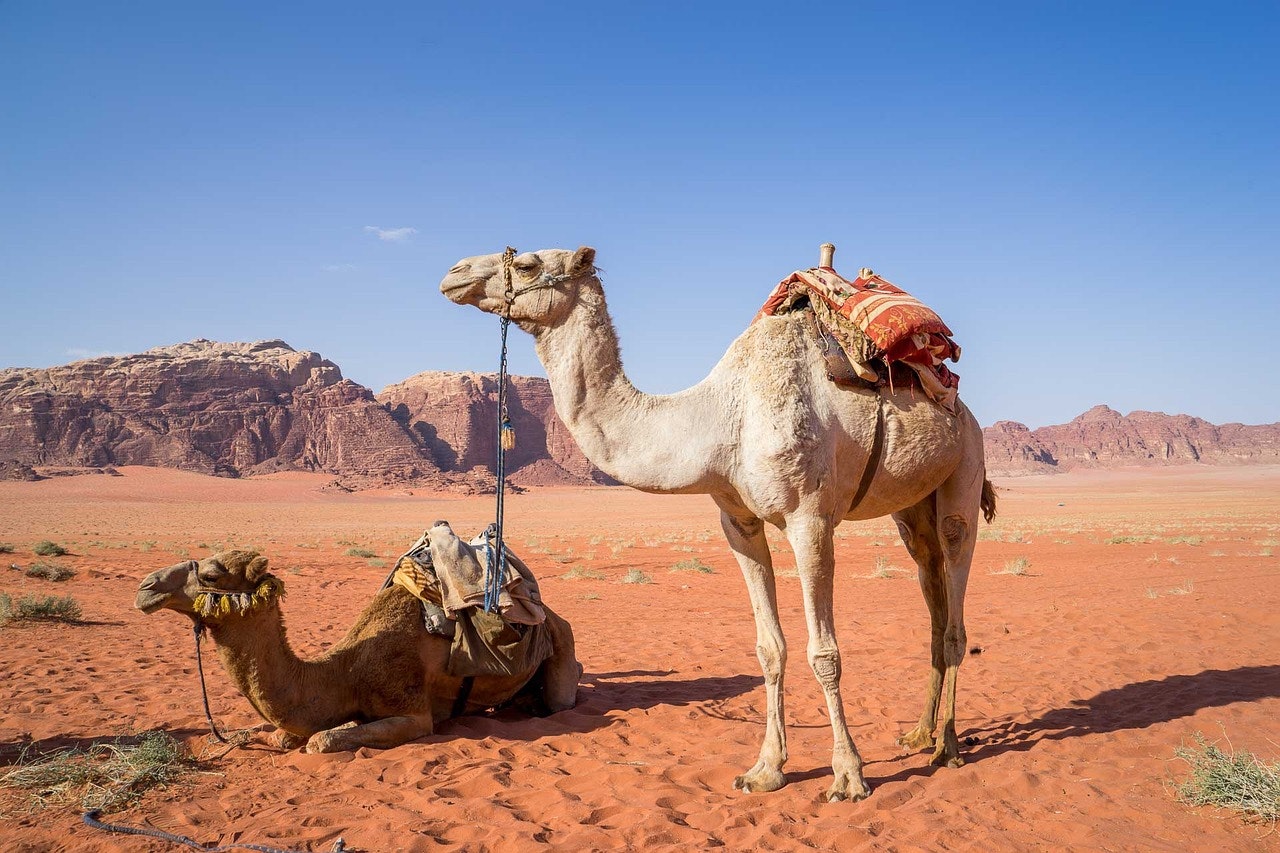 pixabay-judithscharnowski-camel-in-wadi-rum-desert