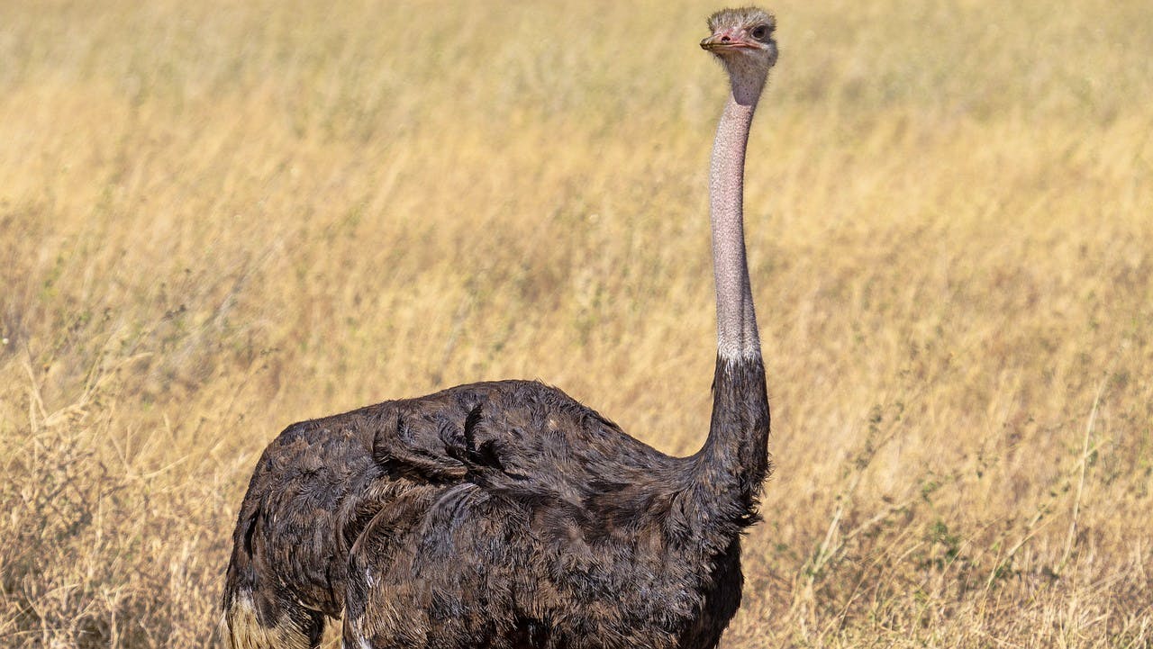 Ostrich