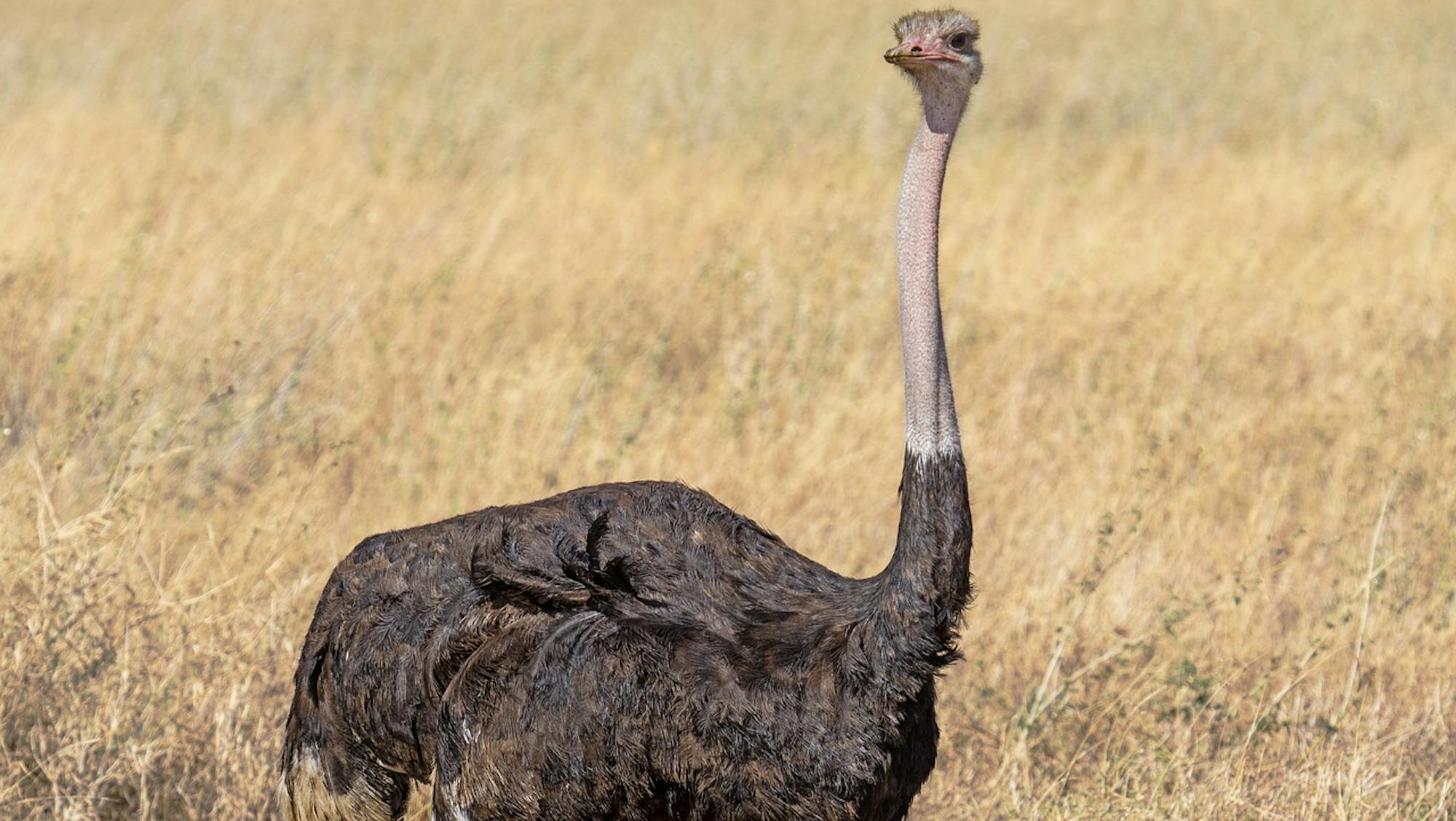Ostrich