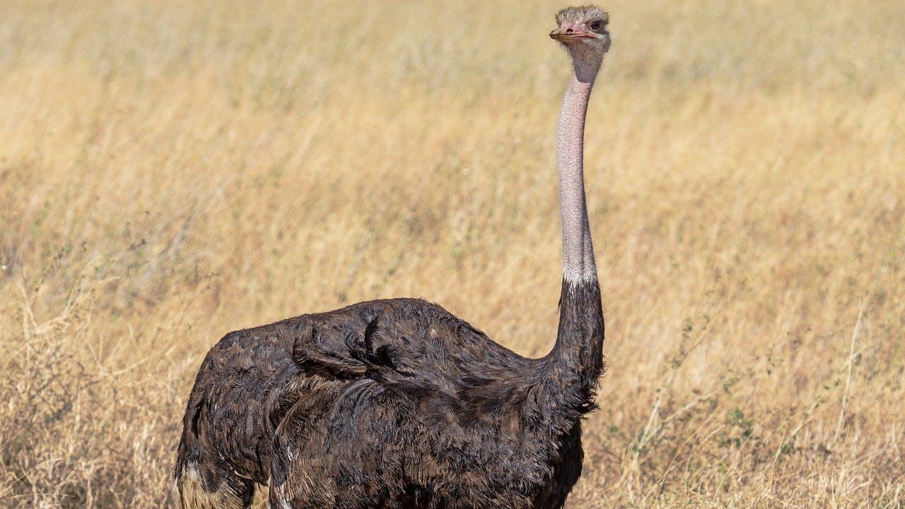 Ostrich