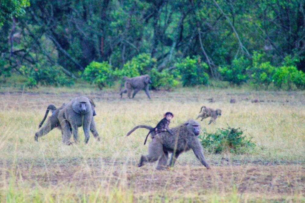 baboons in kilimanjaro national park