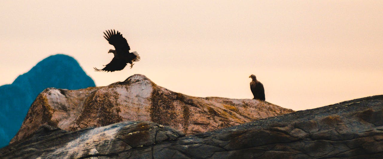 pixabay-solhaugfoto-the-white-tailed-eagle-norway