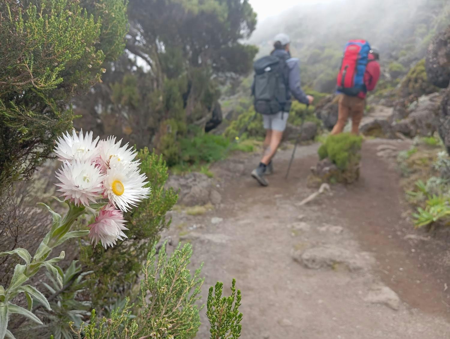 flowers along the trail to Shir camp