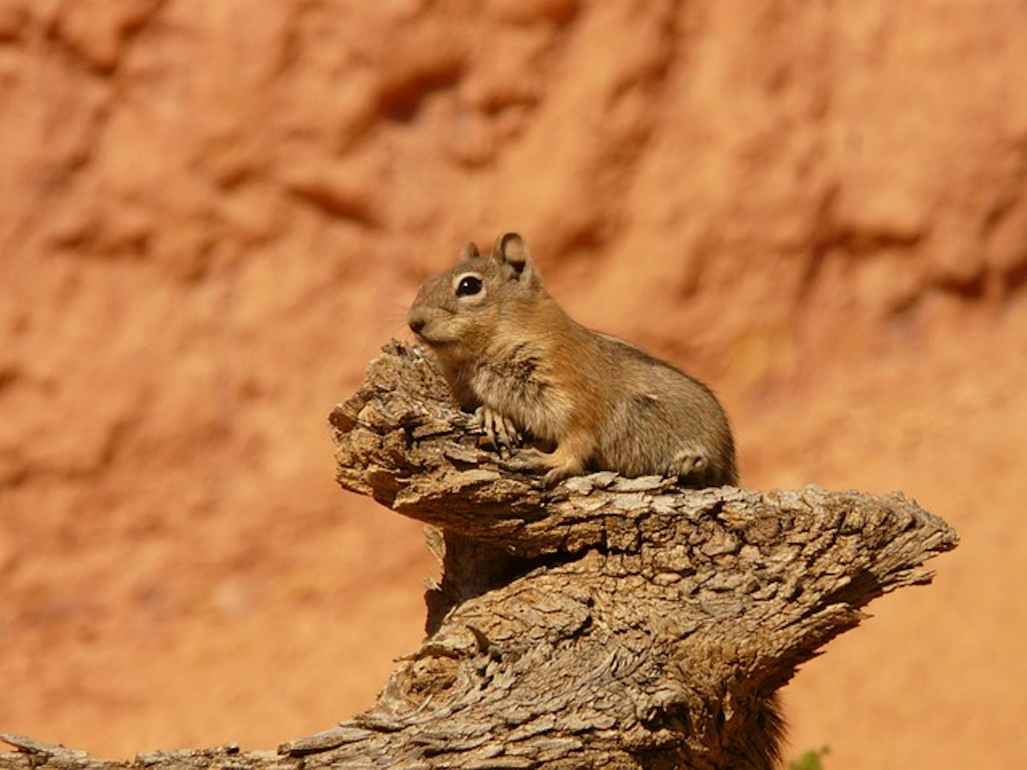 ground squirrel
