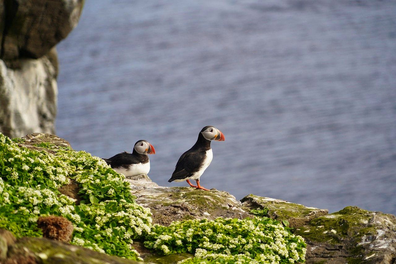 pixabay-ekki bisch-puffins