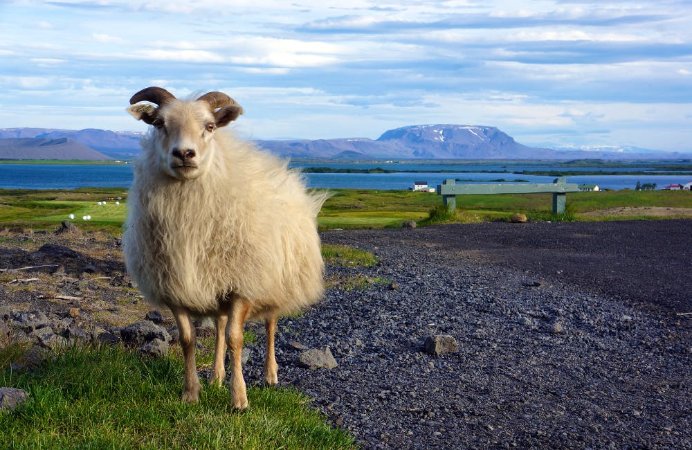 Wildlife in Iceland