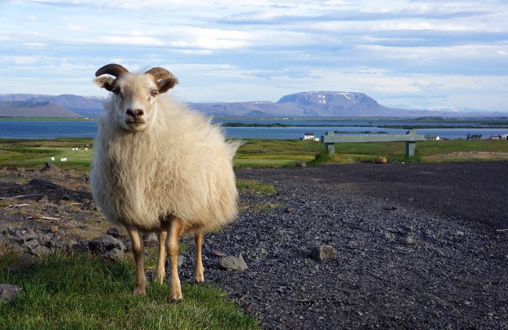 Wildlife in Iceland