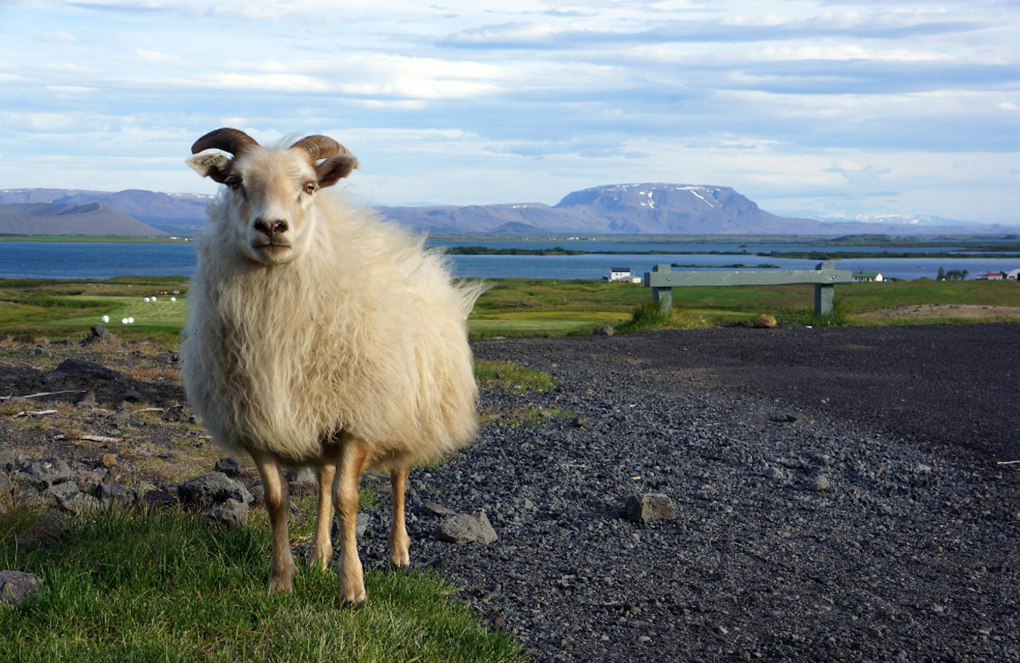 Wildlife in Iceland