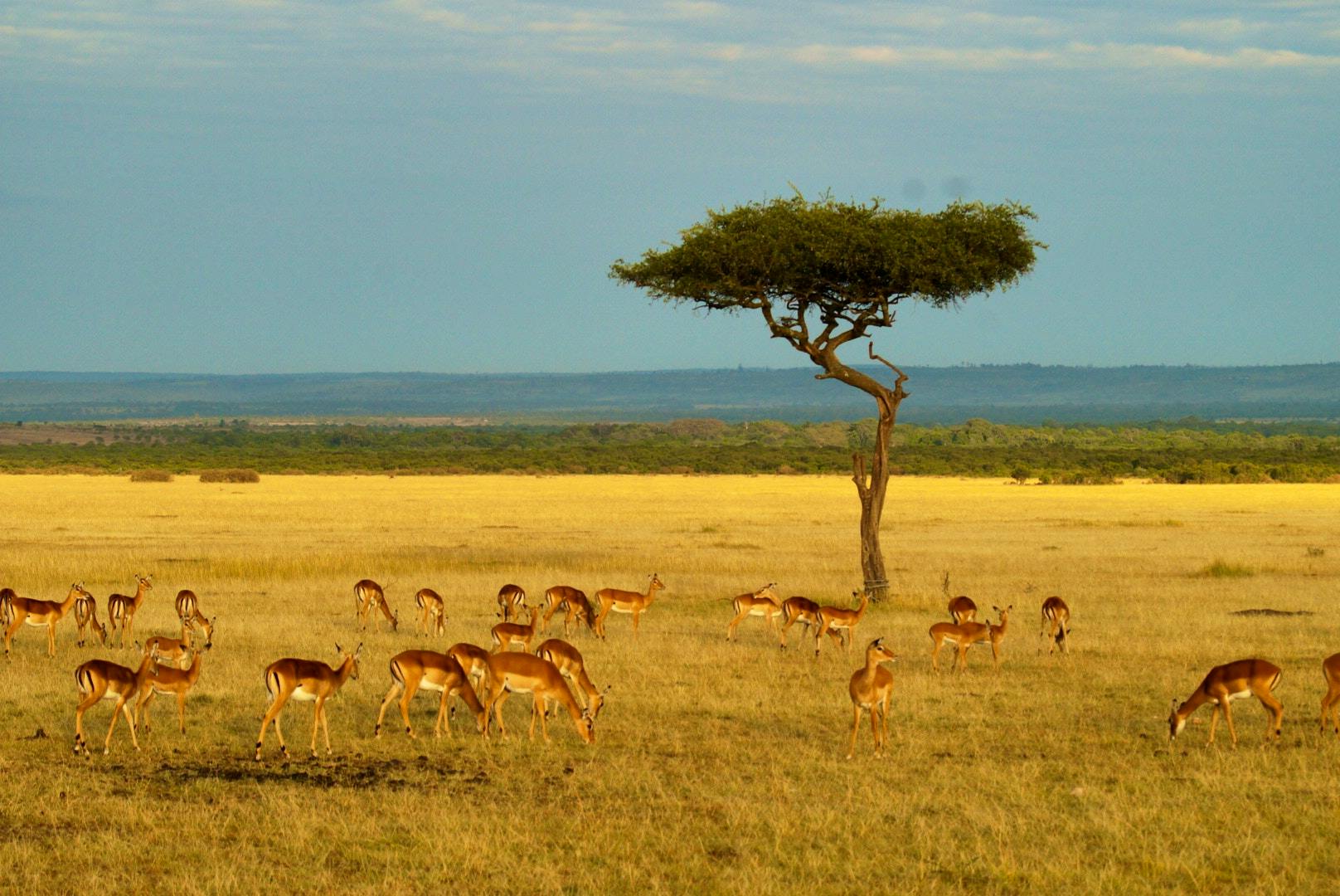 Tanzania Serengeti