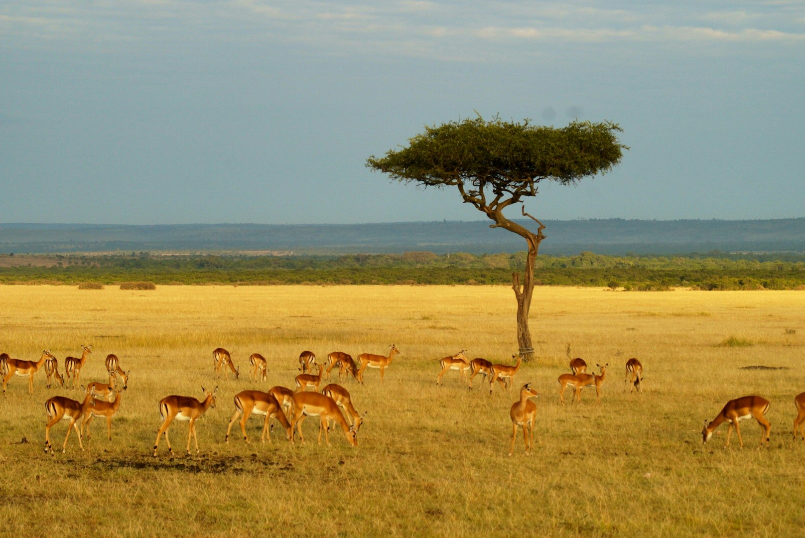Tanzania Serengeti
