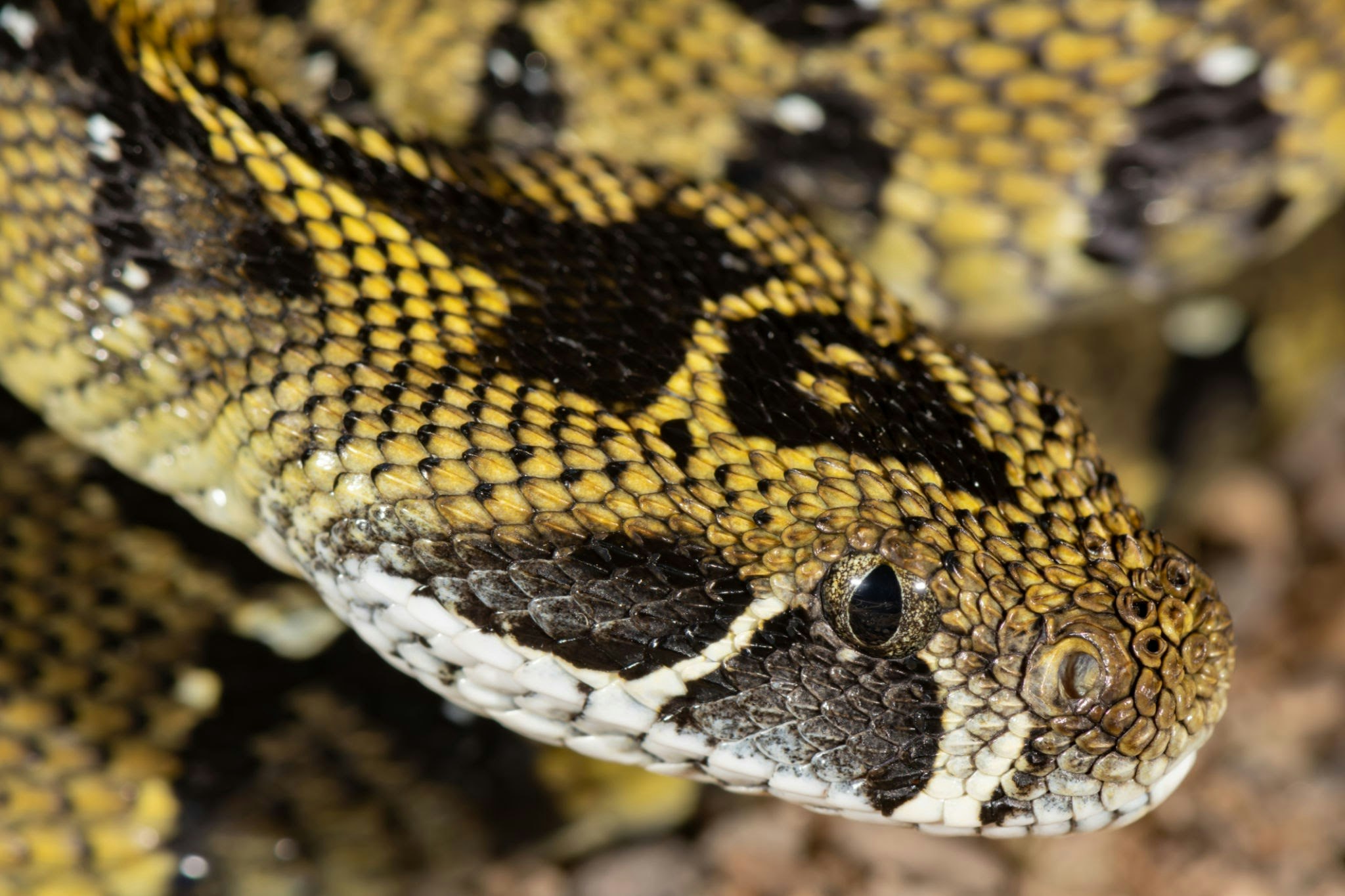 Atlas Mountain Viper