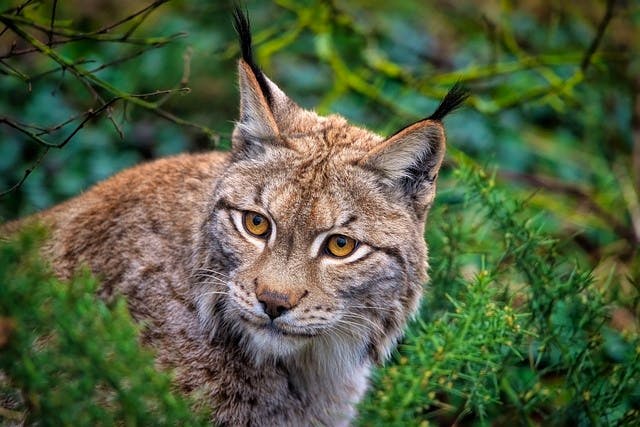 pixabay-ambquinn-eurasian-lynx