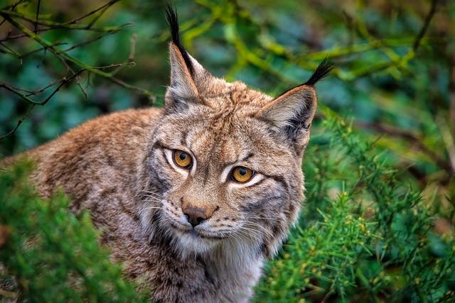 pixabay-ambquinn-eurasian-lynx