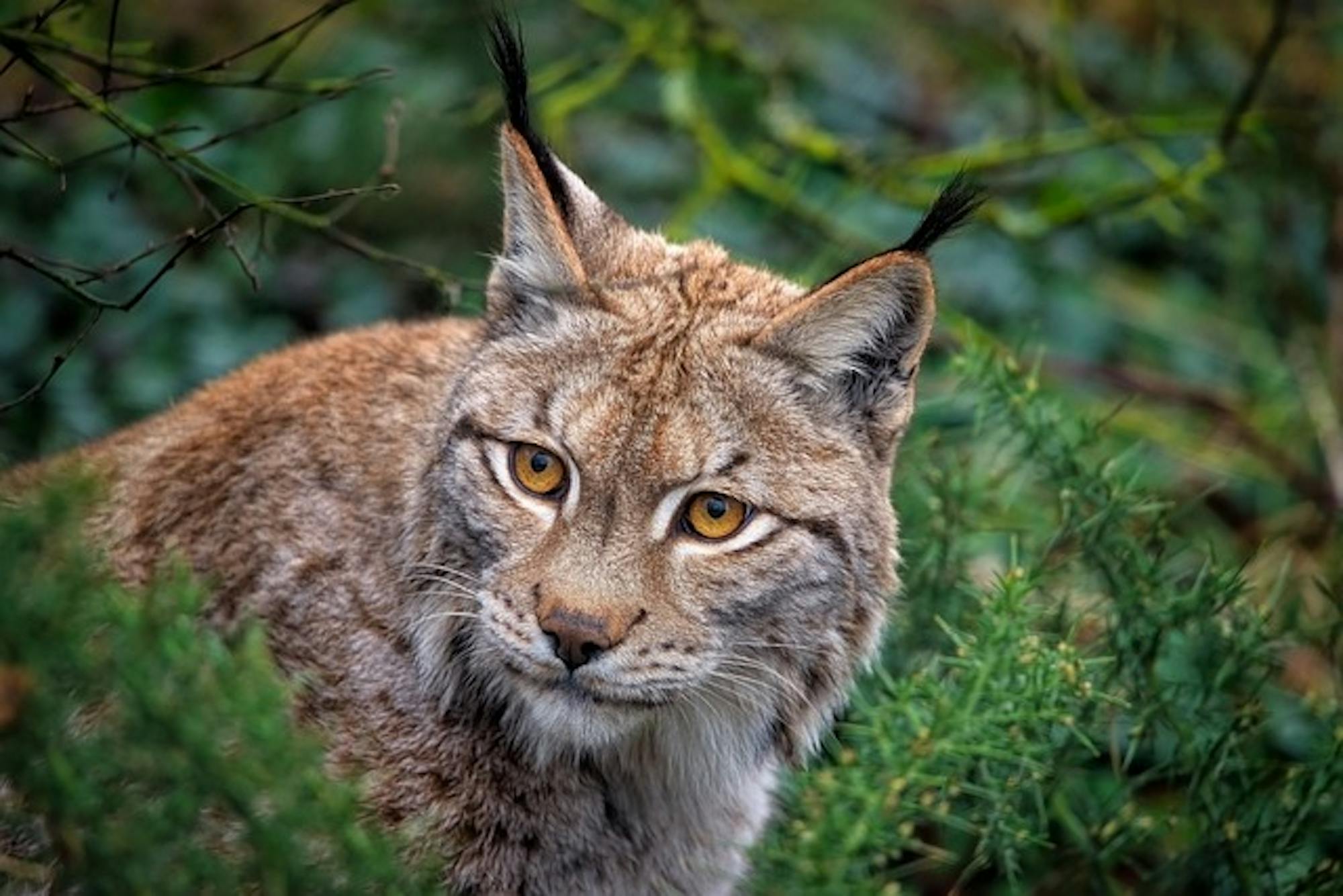pixabay-ambquinn-eurasian-lynx