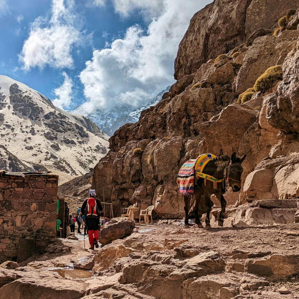 mule on toubkal