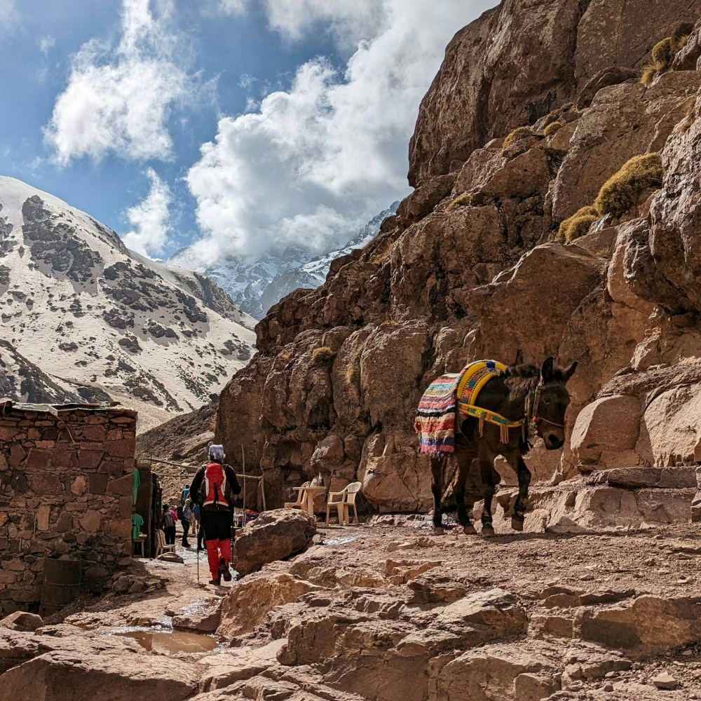 mule on toubkal