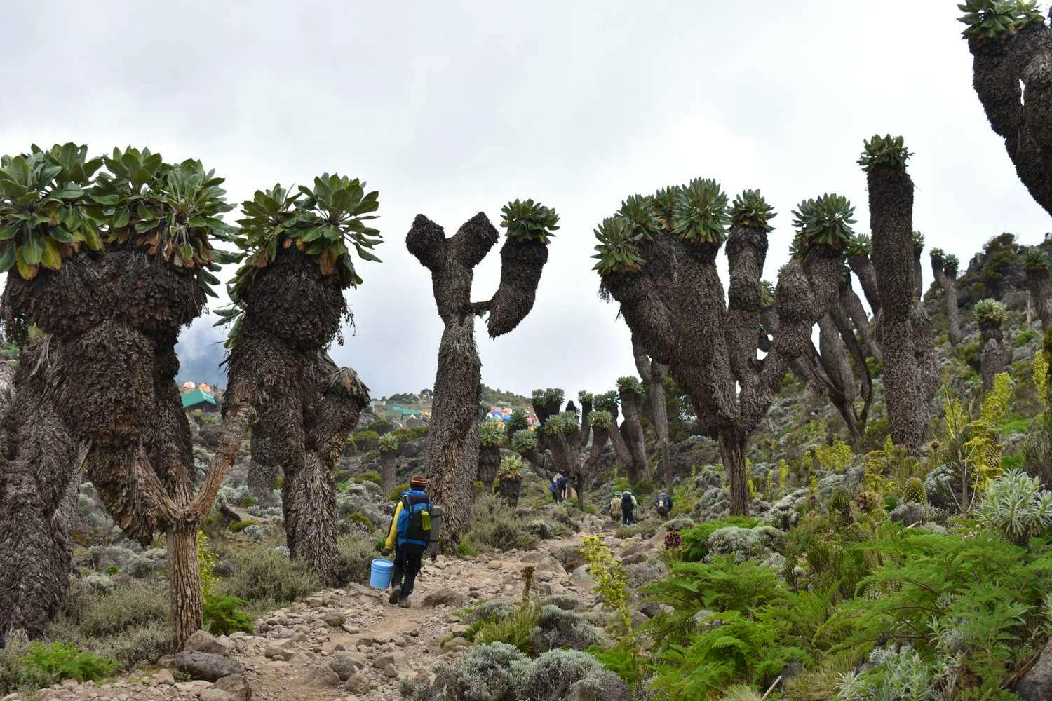 Senecio trees Kilimanjaro