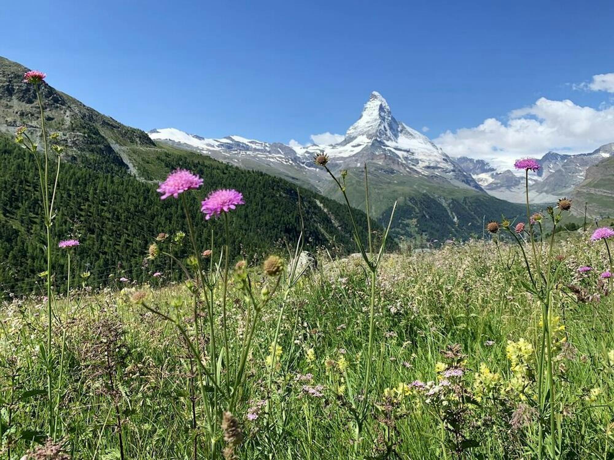 meadow near the matterhorn