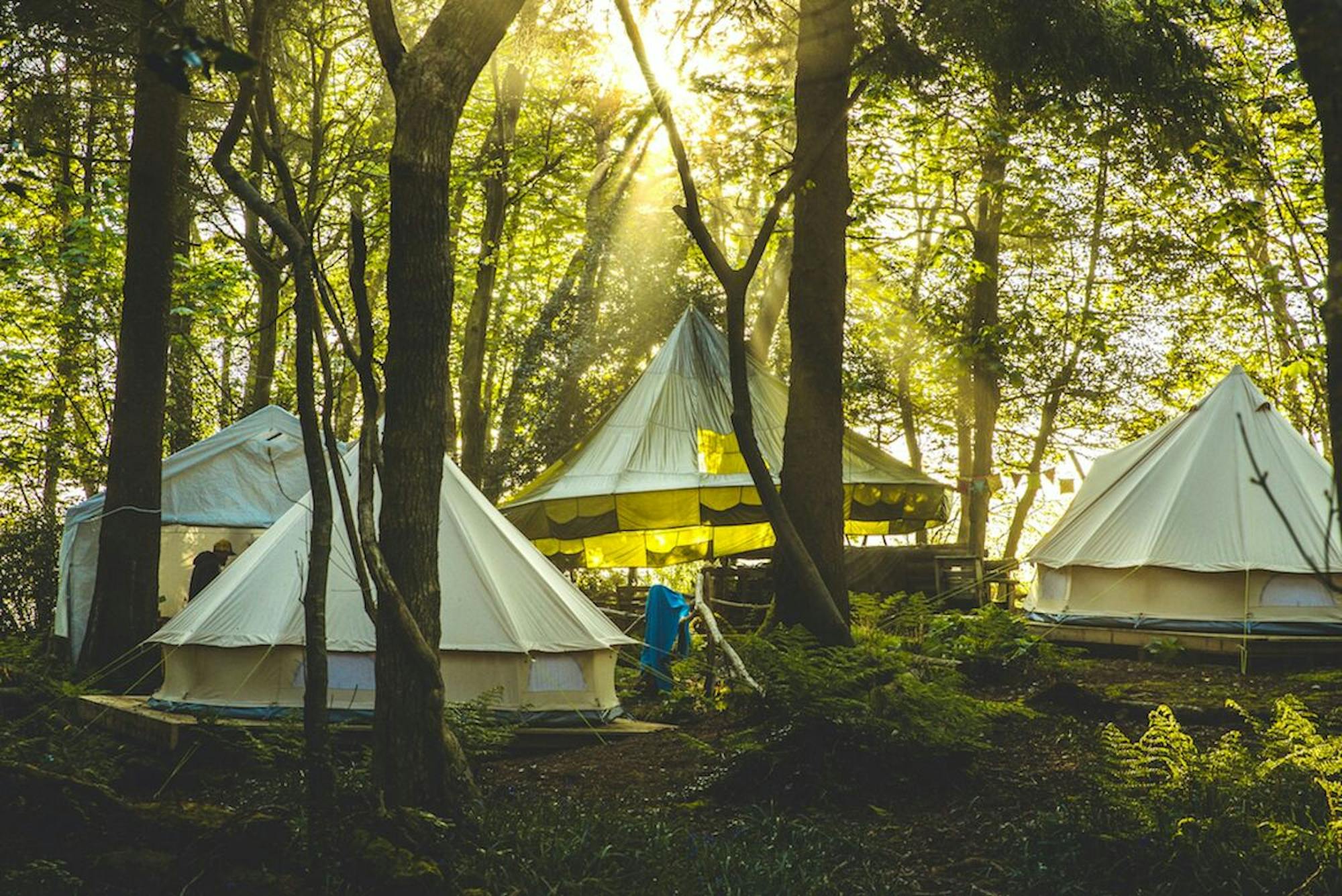 wild campsite in cornwall woodland
