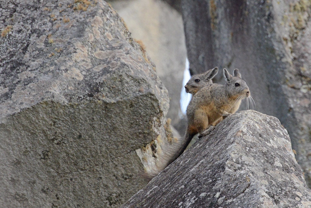 flickr-harvey-barrison-viscachas-machu-picchu