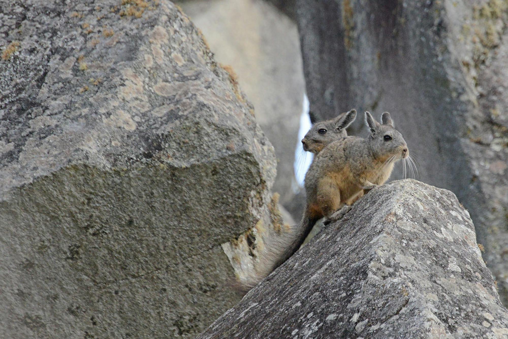 flickr-harvey-barrison-viscachas-machu-picchu