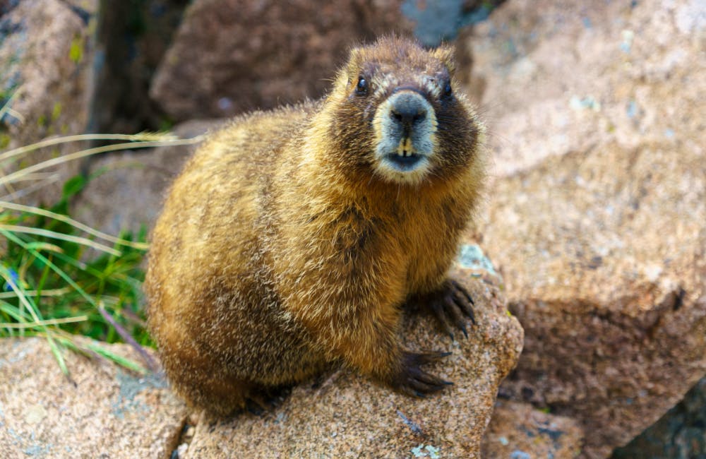 Olympic Marmot