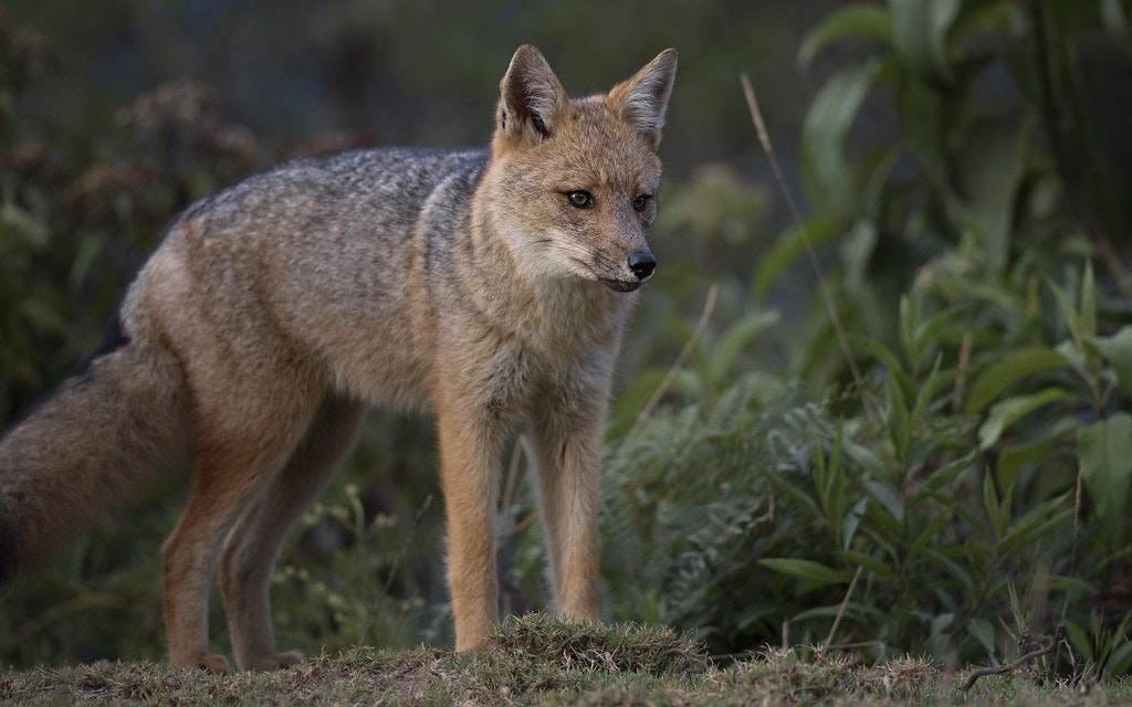 flickr-geoff-gallice-andean-fox