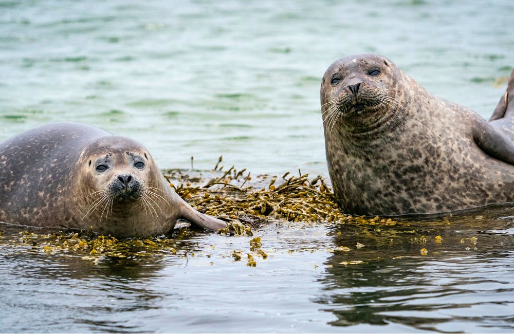 Seals