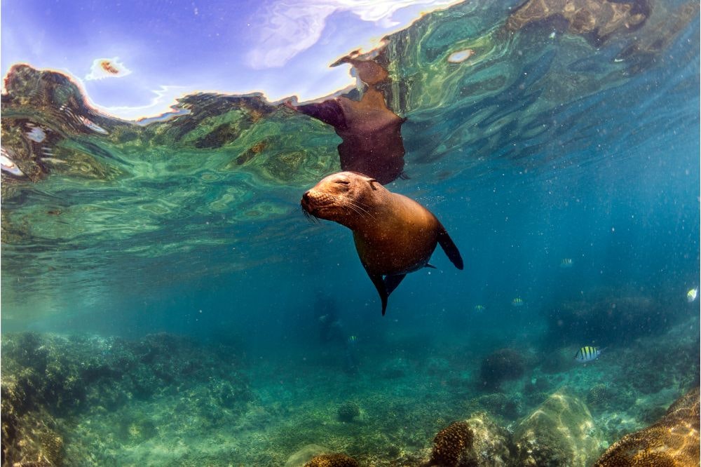 3 Visit the Galapagos Islands